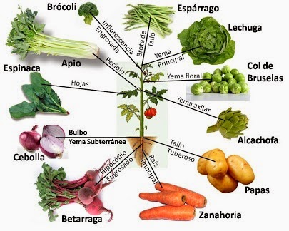 5 plantas con hojas comestibles 5 plantas con hojas comestibles